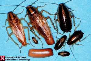 German Roaches